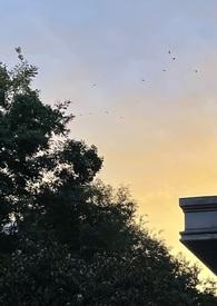 圣母的下场电影