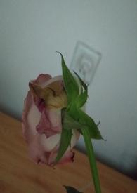渣女的手段