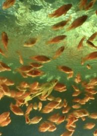 非正常性恋爱指南 晋江